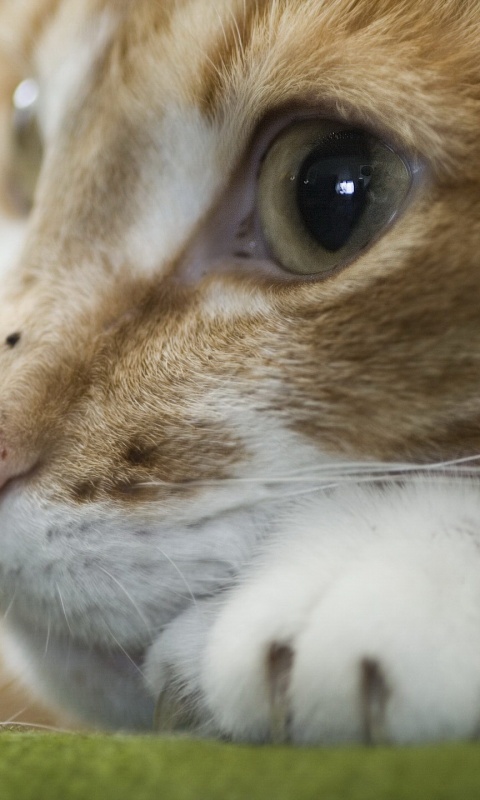 Мордочка на лапаках обои