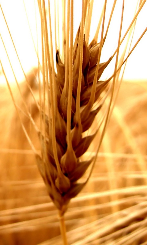 Короткий колос обои