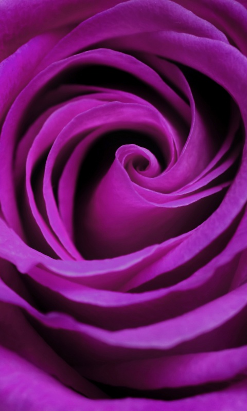 Сиреневая роза обои