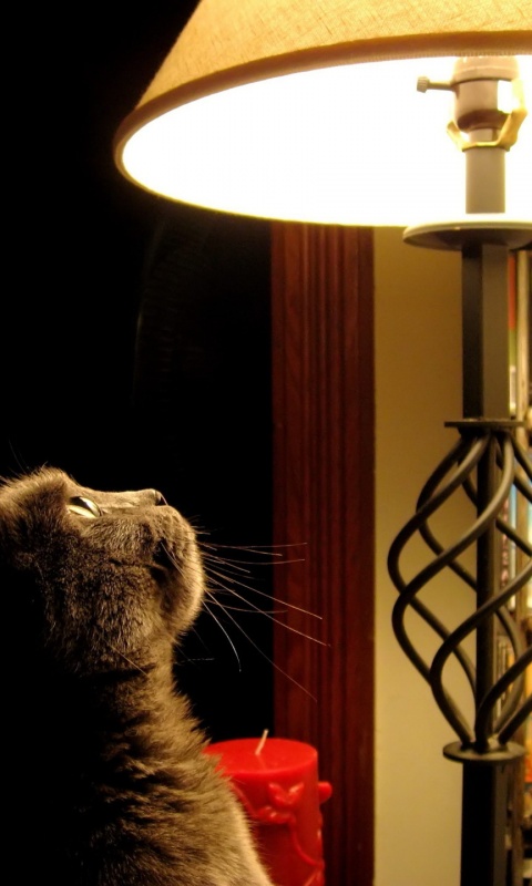 Кот смотрит под торшер обои