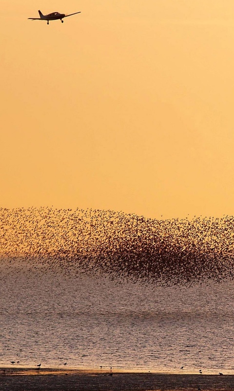 Взлетающая стая птиц обои