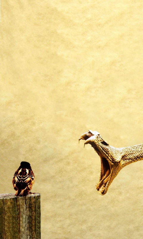 Змея-коряга напдает на птичку обои