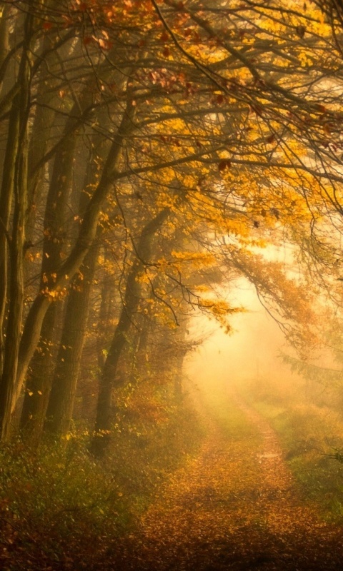 Дорожка заваленная листьями обои