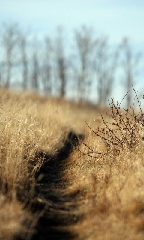Тропинка в поле обои