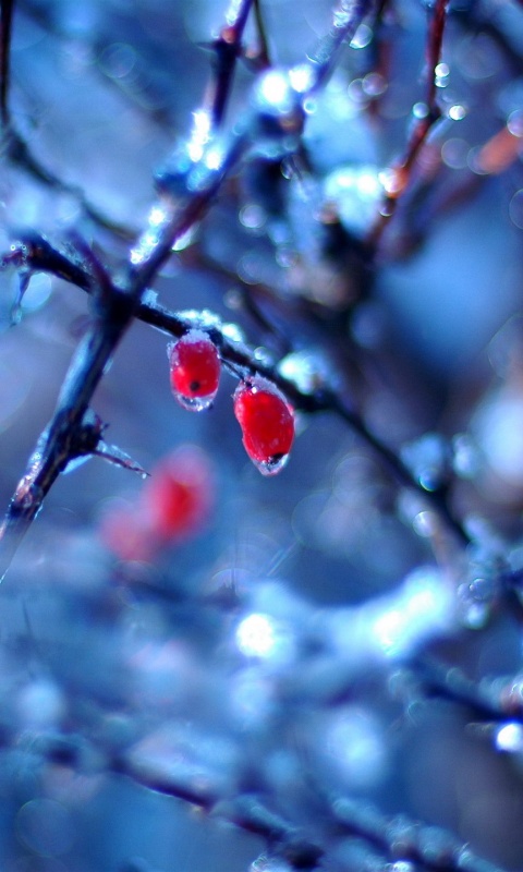 Замерзшие ягоды обои
