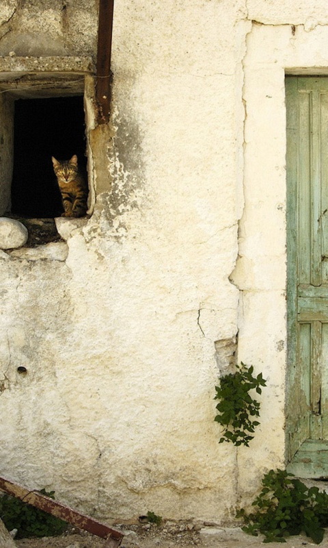 Кот выглядывает из разрушенного дома обои