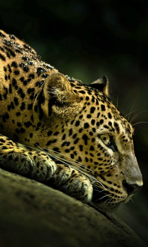 Лежащий ягуар обои