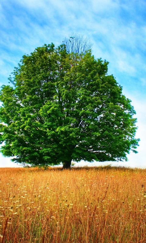 Зеленое дерево в желтом поле обои