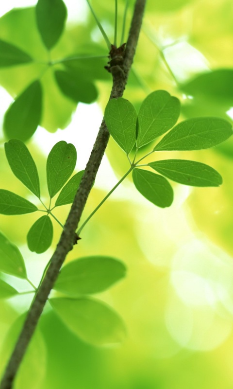 Листики на ветке обои