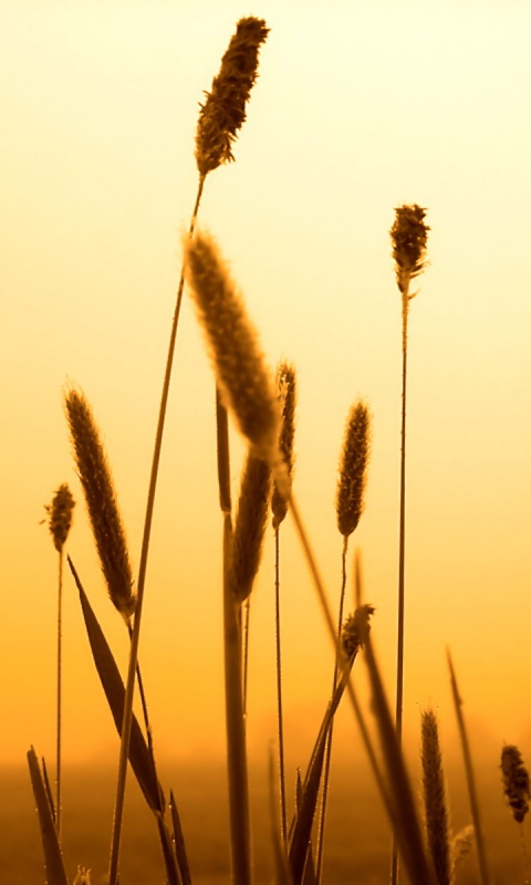 Травинки на закате обои