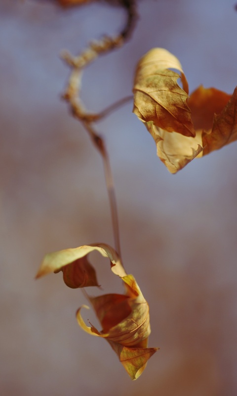 Увядшие листья обои