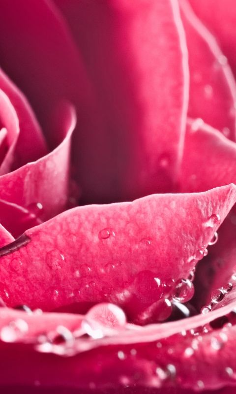 Капли на бутоне розы обои