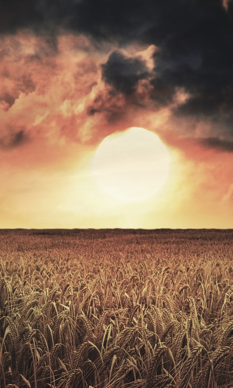 Закат над пшеничным полем обои