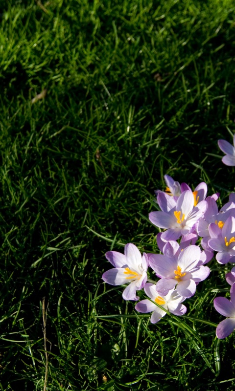 Фиалки на траве обои