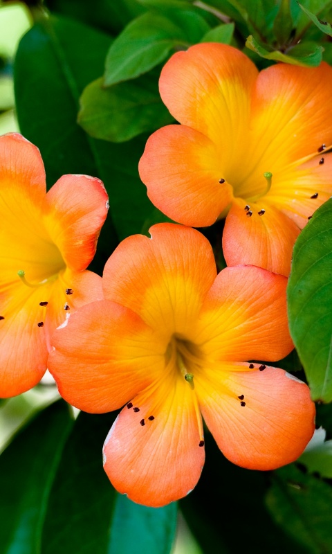 Оранжевые цветочки обои