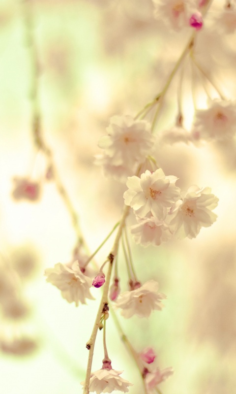 Нежные цветы обои