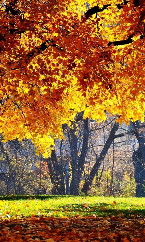 Размашистое осеннее дерево обои