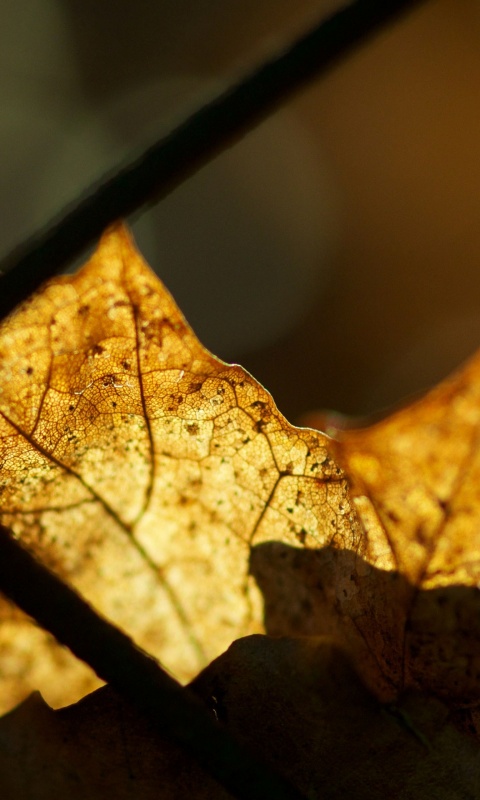 Осенний лист на забором обои