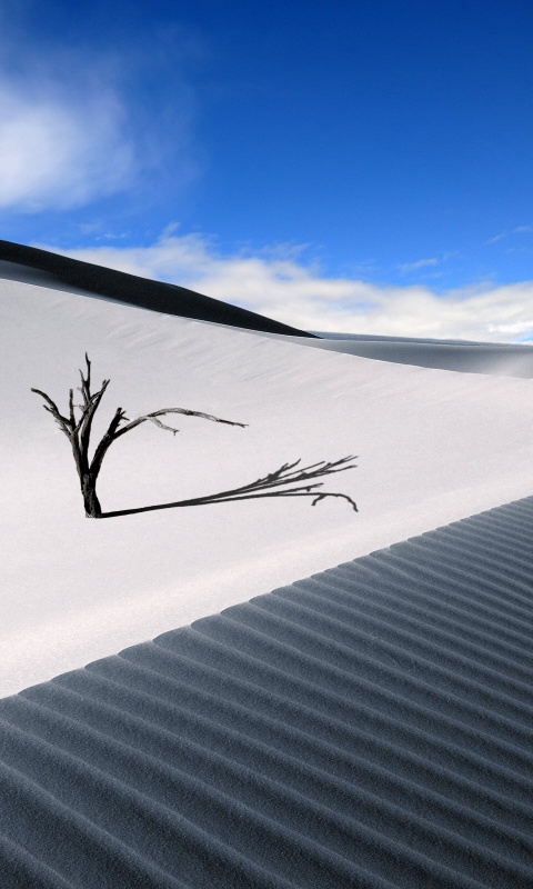 Сухостой в пустыне обои