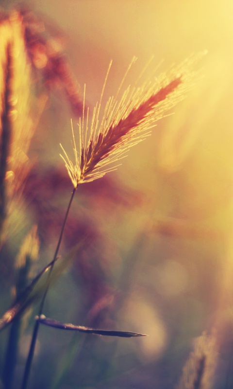 Травинки на солнце обои