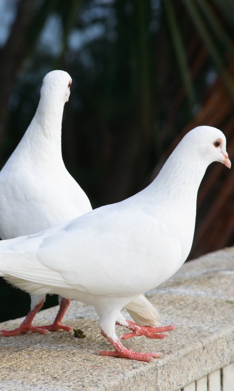 Два белых голубя обои