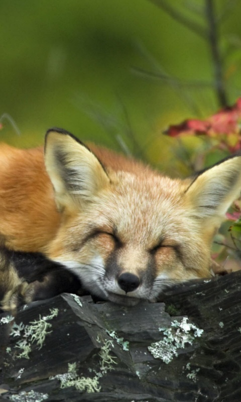 Спящая лиса обои