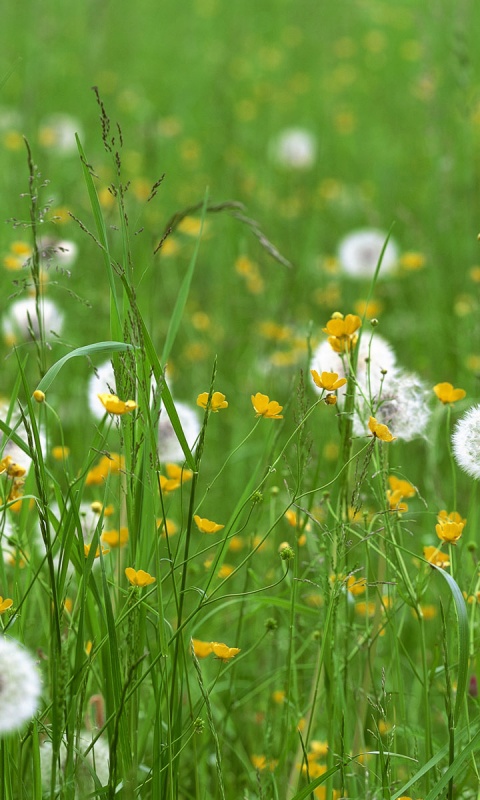 Поле одуванчиков обои