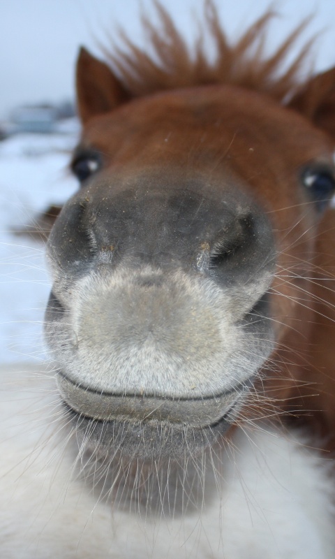 Морда пони обои