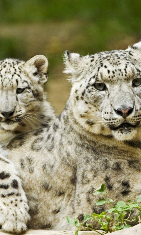 Самка снежного барса с котенком обои