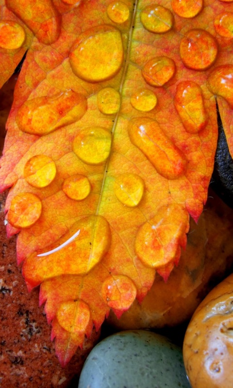 Мокрые листья на камнях обои