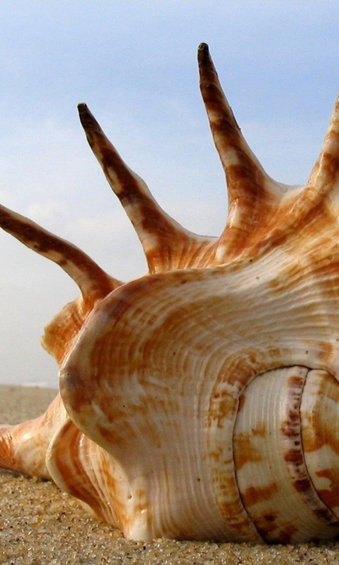 Раковина с гребнем обои