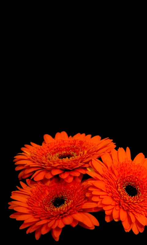 Красные герберы обои