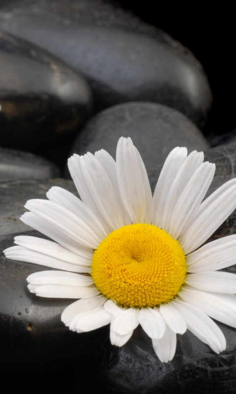 Ромашка среди гальки обои