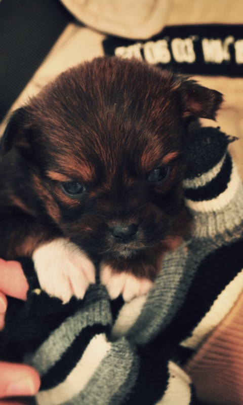 Два коричневых щенка обои