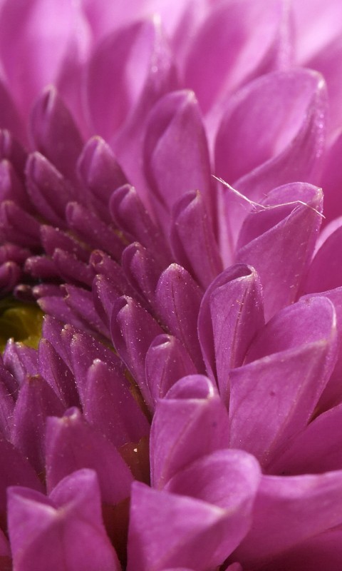 Хризантема обои