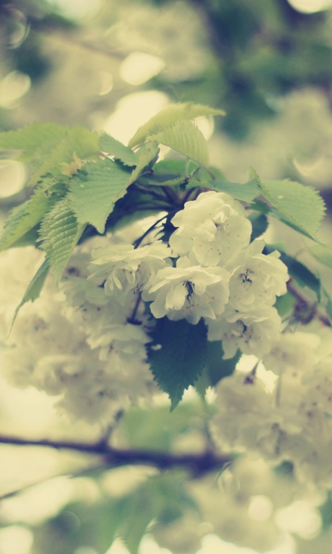 Цветущее дерево обои