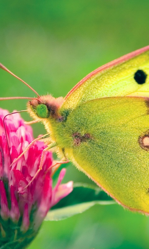 Бабочка на клевере обои