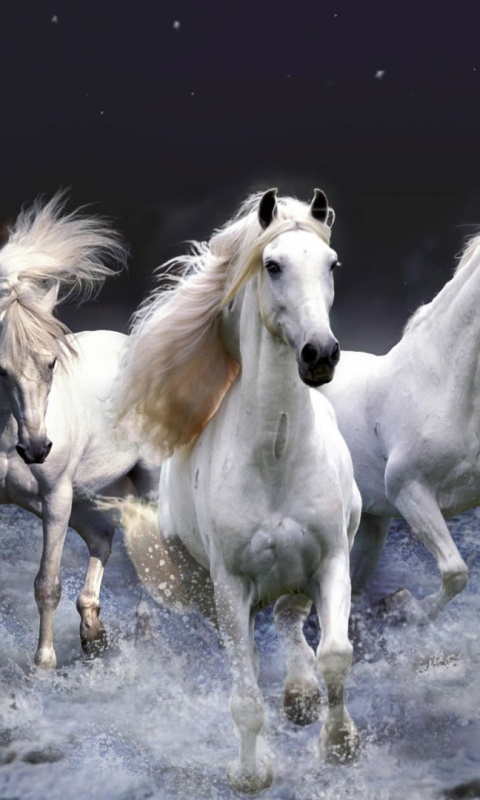 Тройка конец в море обои