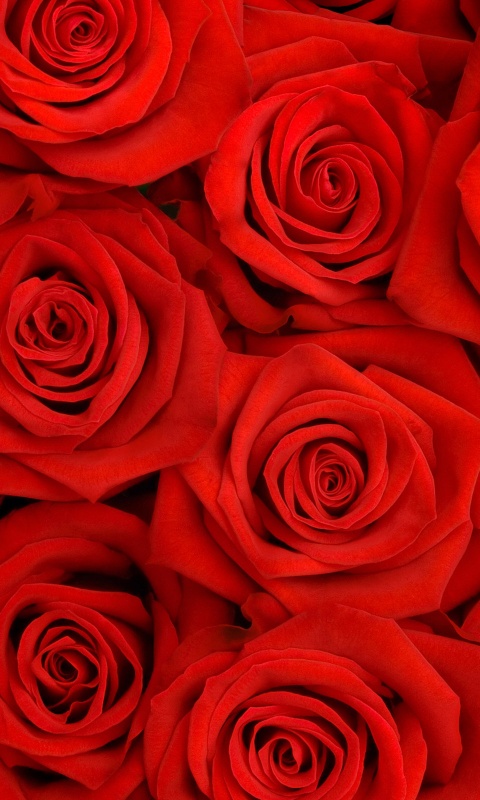 Букет красных роз обои