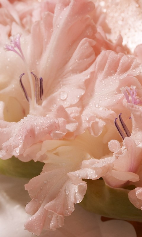 Гладиолус обои