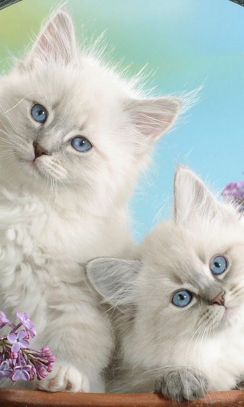 Милые котятки обои