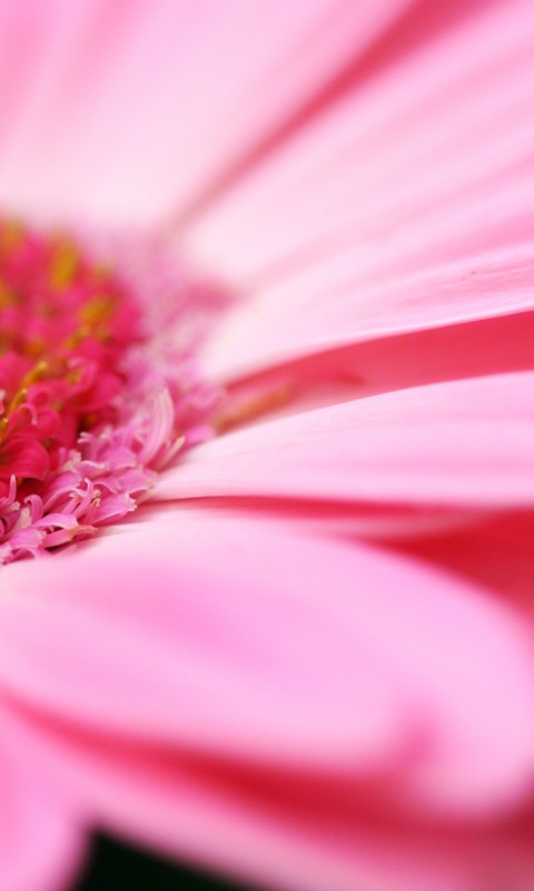 Гербер обои