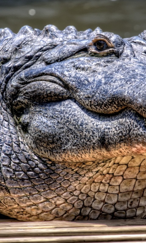Синий крокодил обои