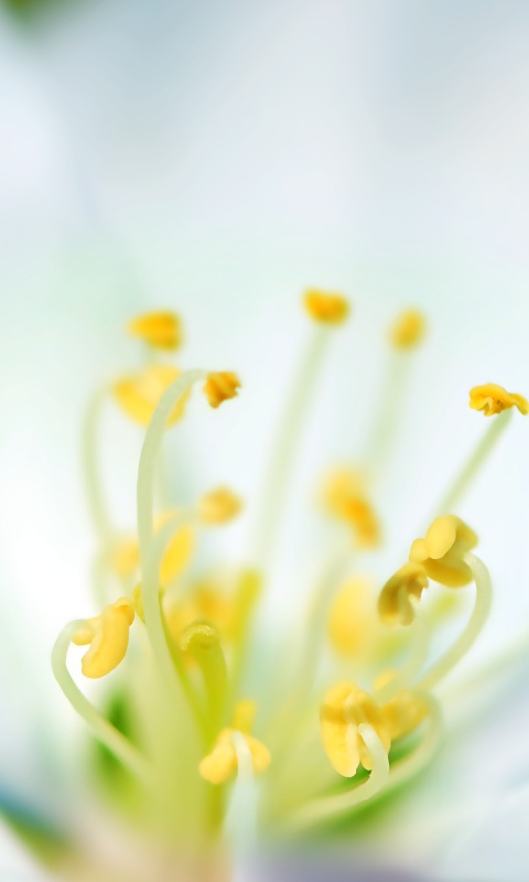 Желтые тычинки обои