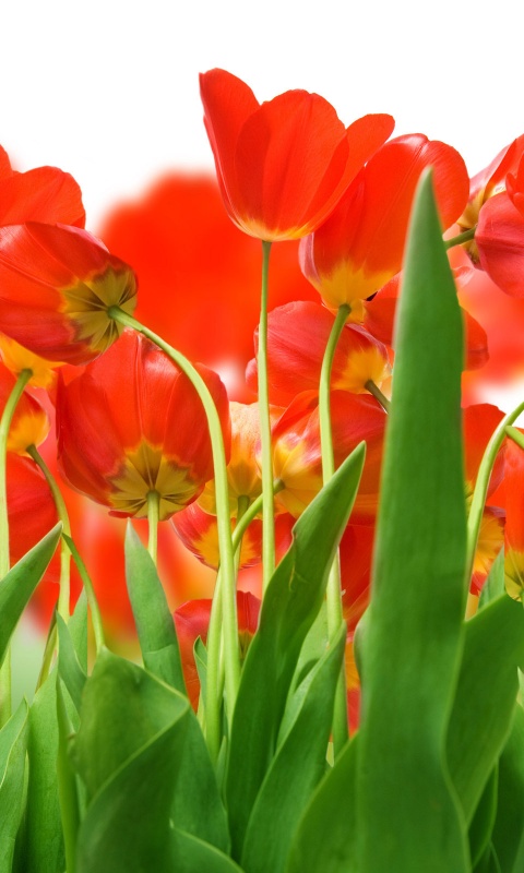 Цветущие маки обои