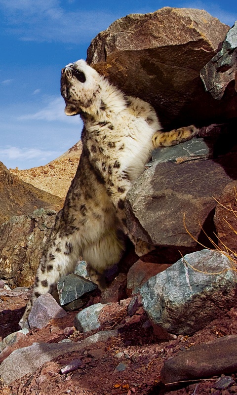 Барс чешется о камни обои