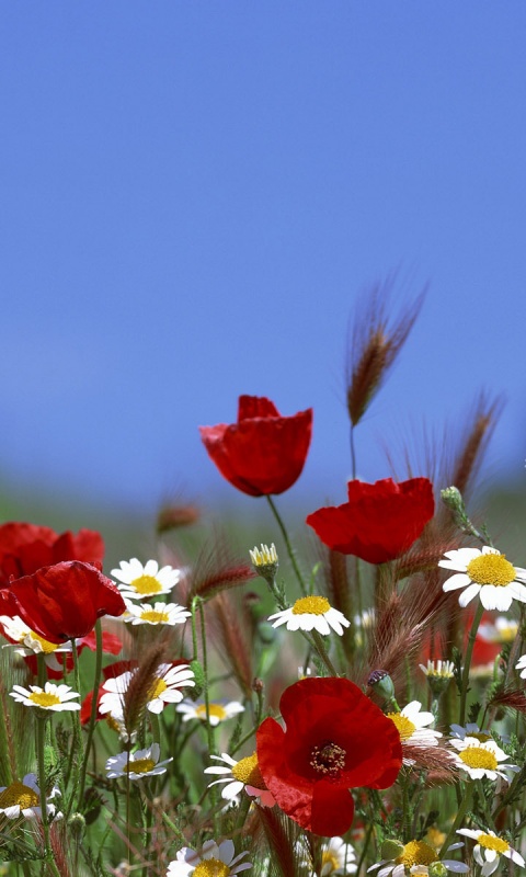 Цветы в поле обои
