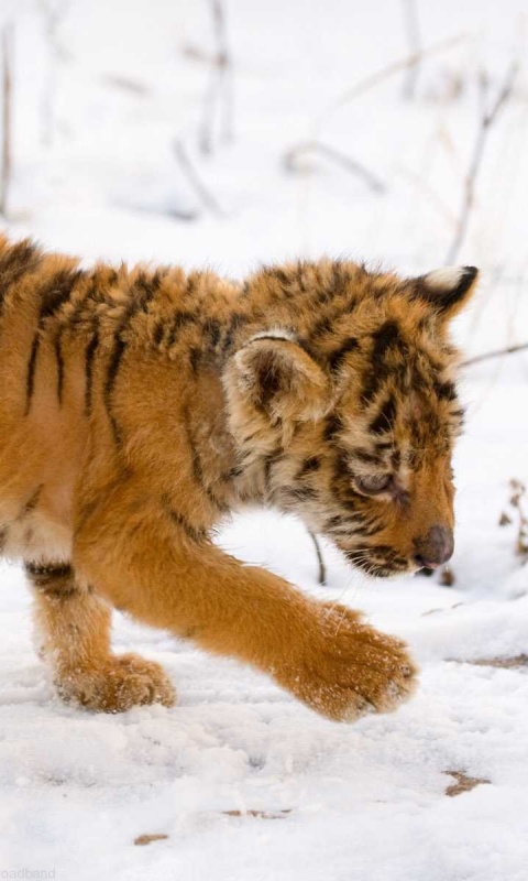 Тигренок на снегу обои