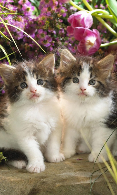 Котята в цветах обои