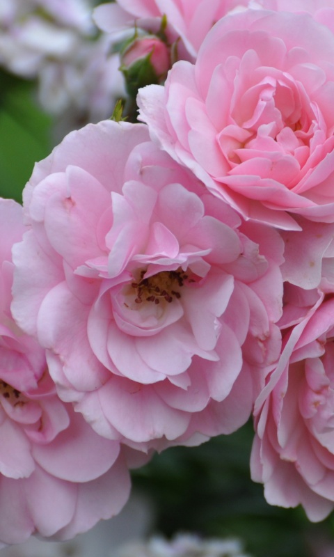 Розовые цветы обои